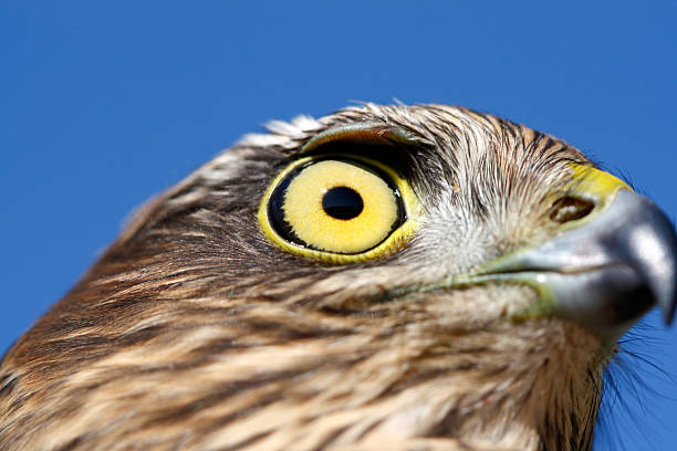 aves da europa e do mundo-pardal-falcão - magnification animals in the wild environment clear sky imagens e fotografias de stock