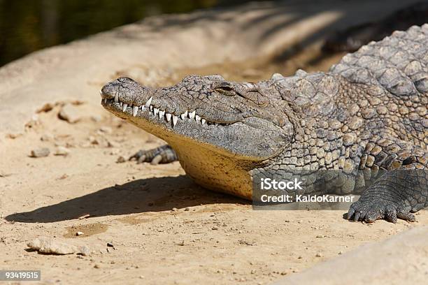 Нильский Крокодил — стоковые фотографии и другие картинки Нильский крокодил - Нильский крокодил, Большой, Глаз животного