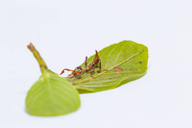 istock Close up of second instar leaf insect (Phyllium westwoodi) on its host plant 934196536
