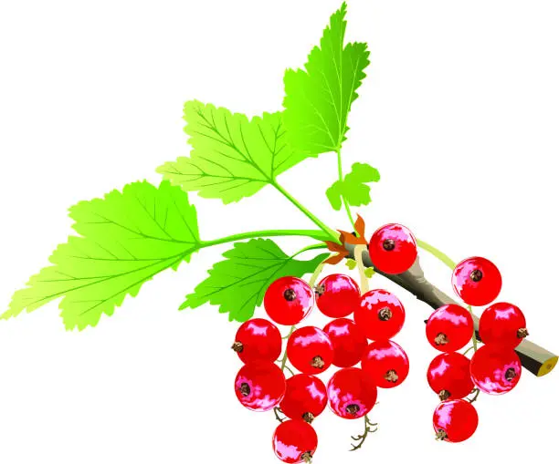 Vector illustration of The branch currant.