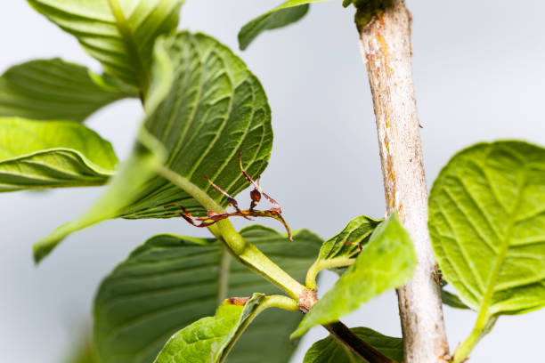 istock Close up of second instar leaf insect (Phyllium westwoodi) on its host plant 934198640