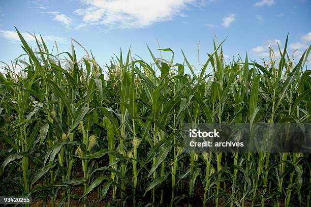 Indian Corn Sommer Landschaft Stockfoto und mehr Bilder von Agrarbetrieb - Agrarbetrieb, Bildhintergrund, Blatt - Pflanzenbestandteile