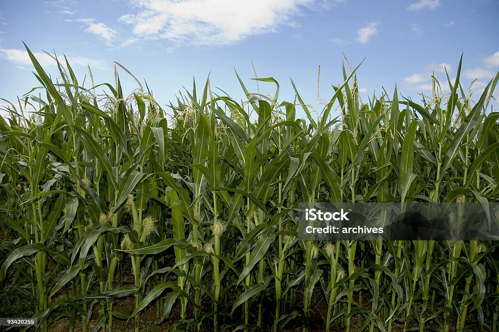 Milho Indiano paisagem de verão - Foto de stock de Agricultura royalty-free