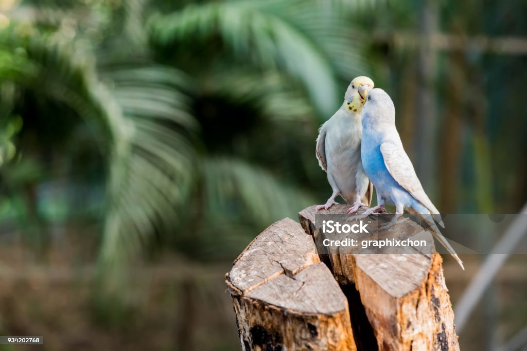 lovely bird, animal and pet in the garden Animal Stock Photo