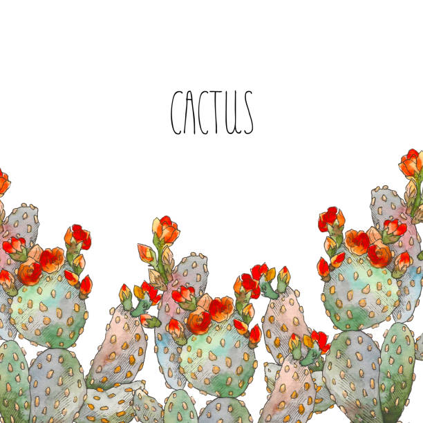 ilustraciones, imágenes clip art, dibujos animados e iconos de stock de frontera acuarela ilustración botánica cactus, objeto aislado, trópico - cactus spine