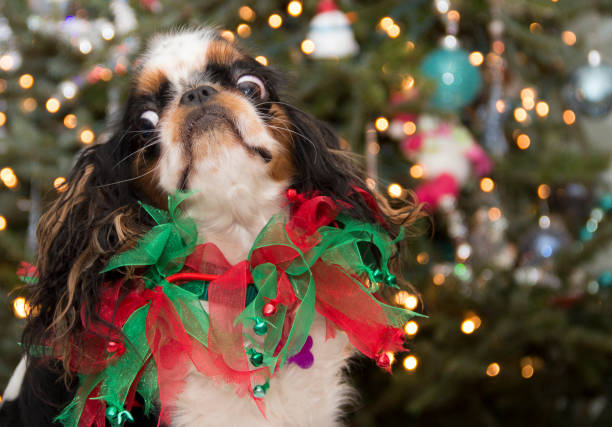 OMG Startled Dog at Christmas Time stock photo