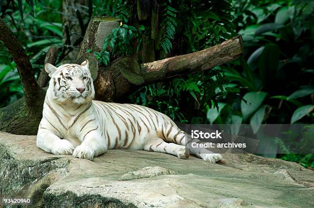 White Tiger Stockfoto und mehr Bilder von Weißer Tiger - Weißer Tiger, Königstiger, Weiß