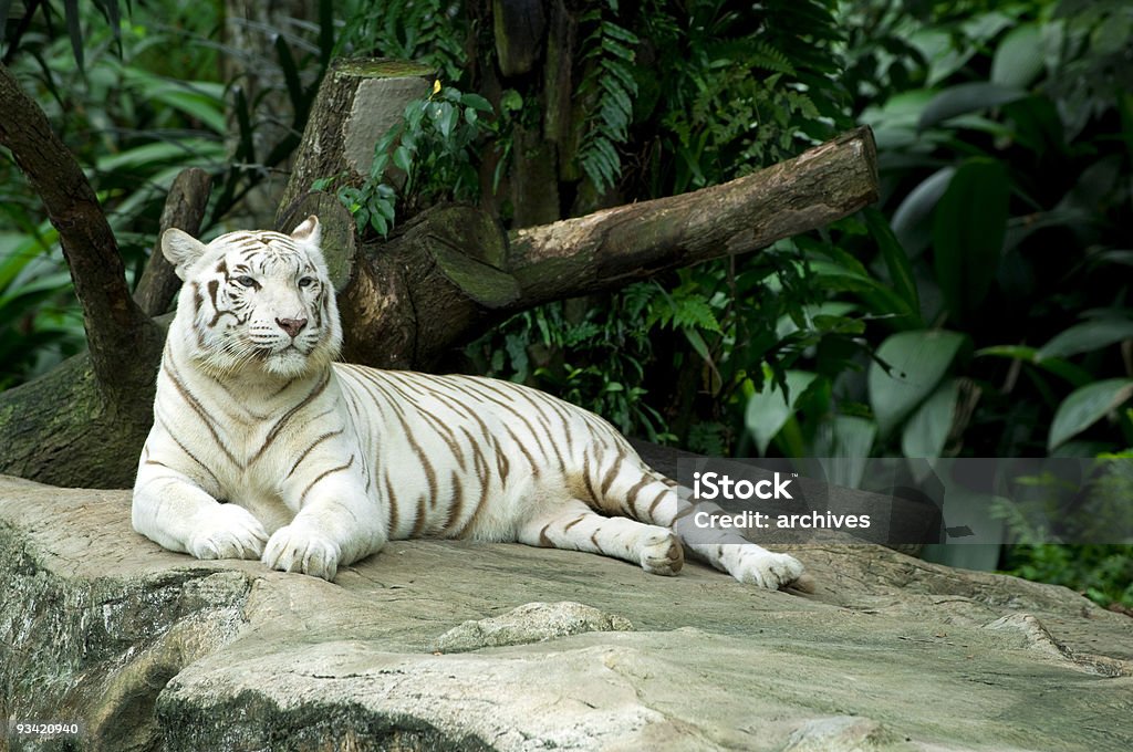 Tigre bianca - Foto stock royalty-free di Tigre bianca