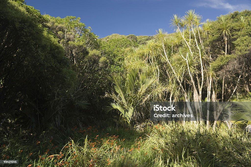 Floresta pluvial nativo - Royalty-free Cabo do Leste Foto de stock