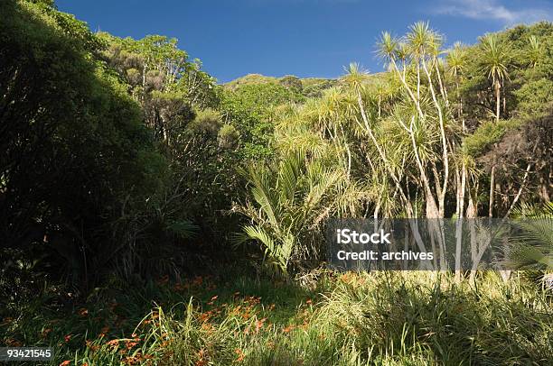 Foto de Floresta Nativa e mais fotos de stock de Cabo do Leste - Cabo do Leste, Floresta pluvial, Nova Zelândia