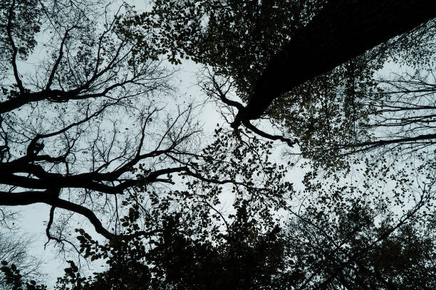istock Silhouette of trees in wood 934215890