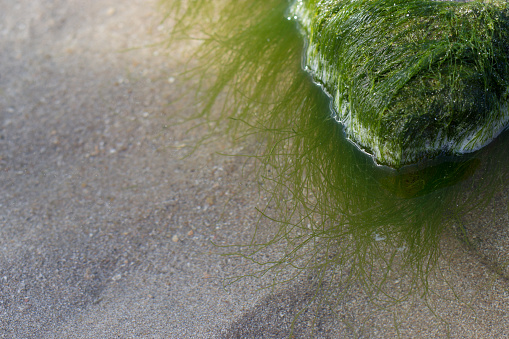A close-up image of the algae Kappaphycus alvarezii the elkhorn sea moss