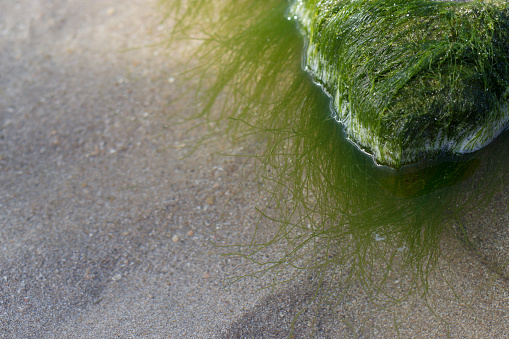 Sea weeds green on the ocean floor off the coast of Brittany, France during a beautiful summer day.