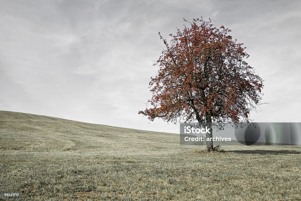 シングル赤色秋の木の草地 - 樹木のロイヤリティフリーストックフォト