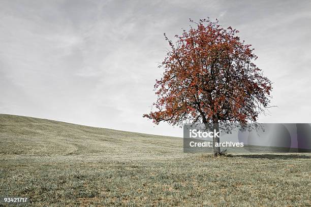 Pojedynczy Czerwona Jesienne Drzewo W Łąka - zdjęcia stockowe i więcej obrazów Drzewo - Drzewo, Konkurencja indywidualna, Bez ludzi