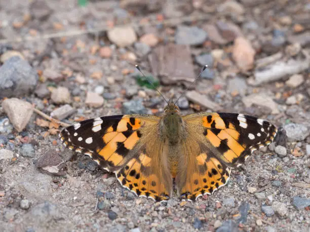 Photo of Painted lady, cosmopolitan, Vanessa cardui