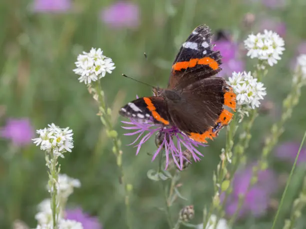 Photo of Red Admiral, Vanessa atalanta