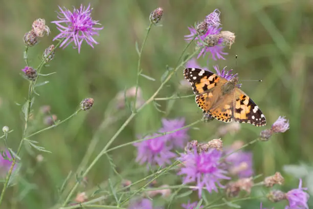 Photo of Painted lady, cosmopolitan, Vanessa cardui