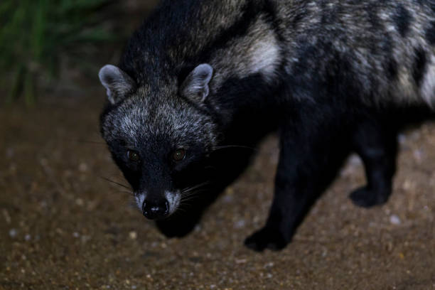 istock Close-up of a Civet Cat in a spotlight at night time 934224582