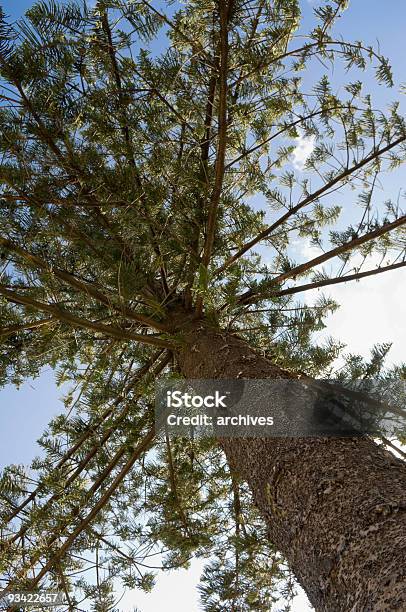 Photo libre de droit de Branches De Pin Et banque d'images et plus d'images libres de droit de Arbre - Arbre, Bleu, Bois