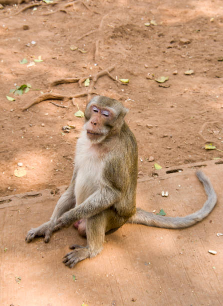 istock Feeding monkey at the temple Wat Trai Rattanaram 934229746
