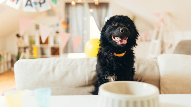 istock Waiting for my food 934230562