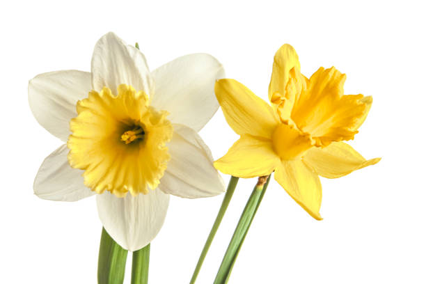 istock Pair of narcissus flower isolated on a white background 934232946