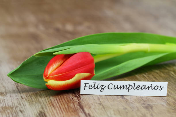 istock Feliz Cumpleanos (which means Happy Birthday in Spanish) card with red and yellow tulip on wooden surface 934233520