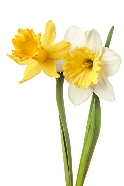 istock Pair of narcissus flower isolated on a white background 934233594