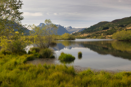 Mountains, Blue Water, Wanaka Tree