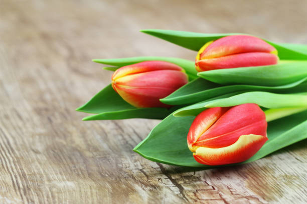 istock Three red and yellow tulips on wooden surface with copy space 934235678