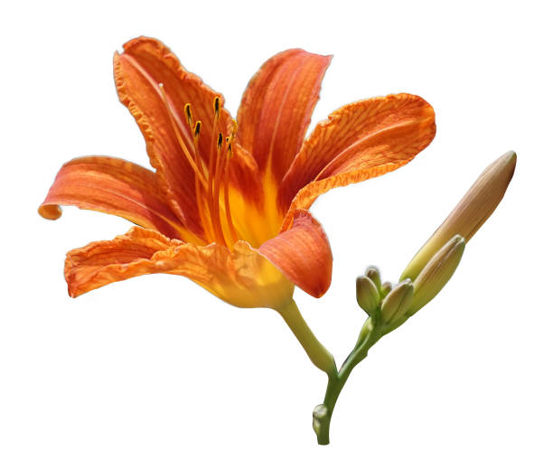 istock The large orange flower Lily isolated on white background. 934235930