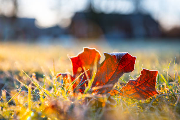 Cold fall day in the city park, sunrise