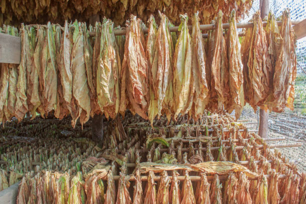 istock Tobacco leaves drying in the shed 934236236