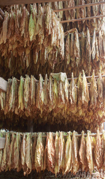 istock Tobacco leaves drying in the shed 934236266