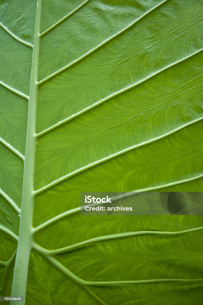 tropical folha veias - Royalty-free Abstrato Foto de stock