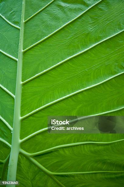 Tropical Folha Veias - Fotografias de stock e mais imagens de Abstrato - Abstrato, Agricultura, Arbusto