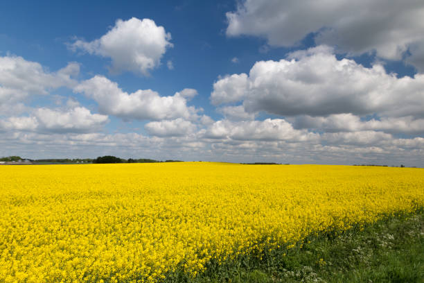istock Beautiful danish landscape with rapeseed fields in yellow, a blue sky and white clouds. 934236404