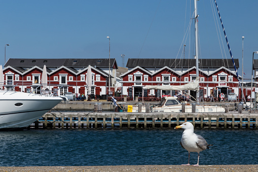 Seagull sitting at the harbor of Skagen