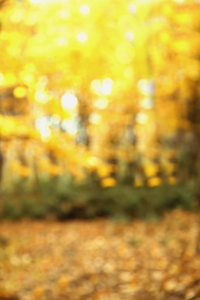 istock Autumn texture and background in the woods 934236706