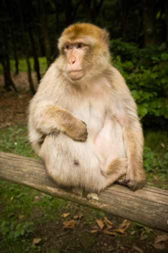 Mother monkey with baby holding on