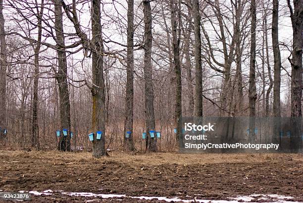 Maple Lesie Wiosną - zdjęcia stockowe i więcej obrazów Klon - Klon, Cukier, Krzew