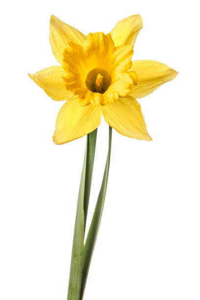 istock Single narcissus flower isolated on a white background 934239164