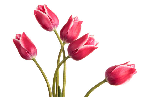 istock Toned blue tulip flowers isolated on a white background 934239302
