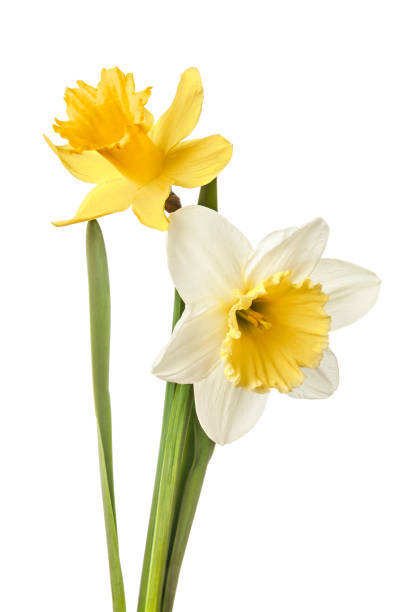 istock Pair of narcissus flower isolated on a white background 934239740