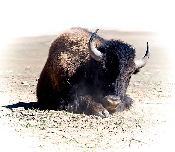 big buffalo is watching you