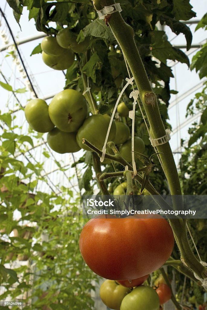 Serre de tomates - Photo de Agriculture libre de droits