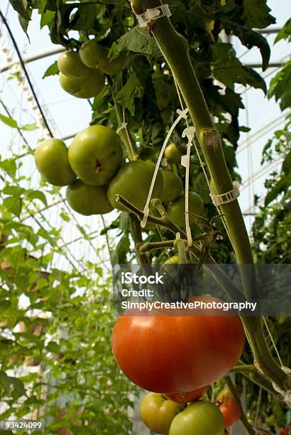 Photo libre de droit de Serre De Tomates banque d'images et plus d'images libres de droit de Agriculture - Agriculture, Aliment, Croissance