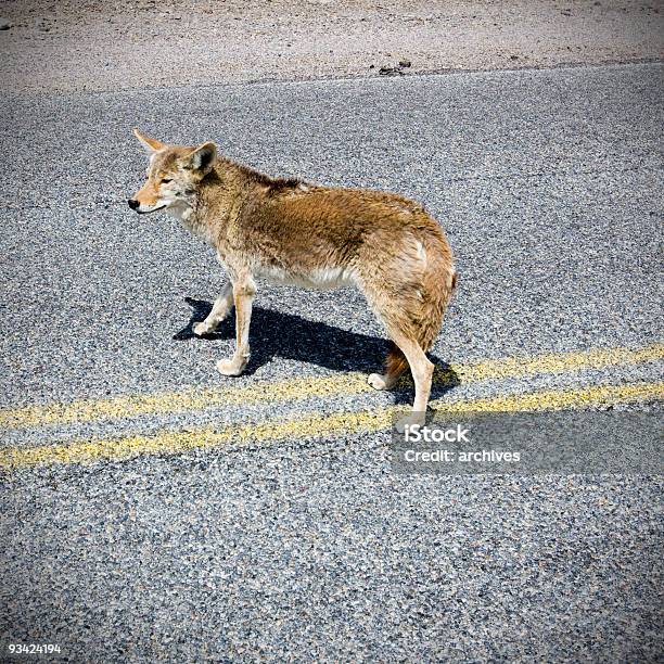 Death Valley Highway Coyote Stockfoto und mehr Bilder von Ausgedörrt - Ausgedörrt, Autoreise, Death Valley-Nationalpark