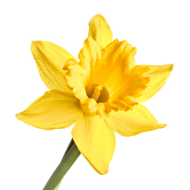 istock Single narcissus flower isolated on a white background 934242210